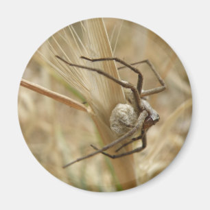 Imán Araña y Huevo Sac Magnet