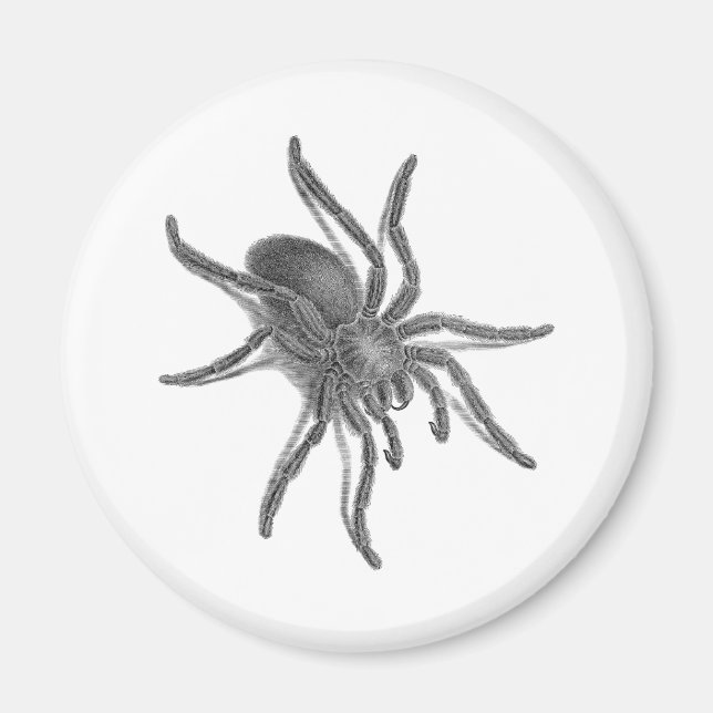 Imán Aranea Avicularia, araña cubana negra (Frente)