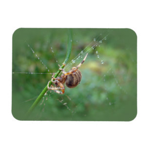 Imán Araneus - Orb Weaver Spider