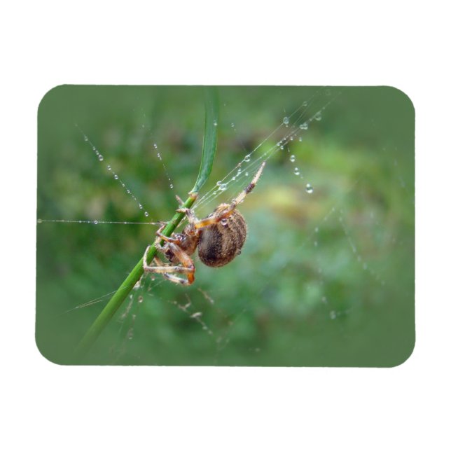 Imán Araneus - Orb Weaver Spider (Horizontal)