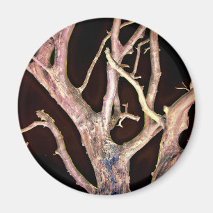 IMÁN ÁRBOL