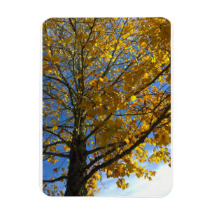 Imán Árbol amarillo otoñal