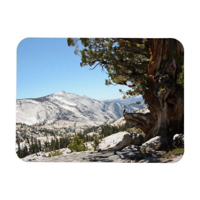 Imán Árbol antiguo en el Parque Nacional Yosemite (Horizontal)