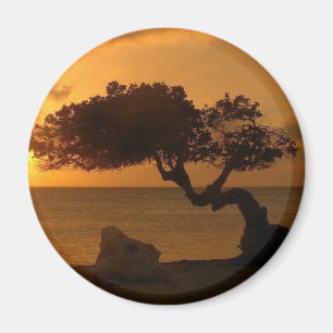 Imán Árbol Aruba Sunset Divi Divi