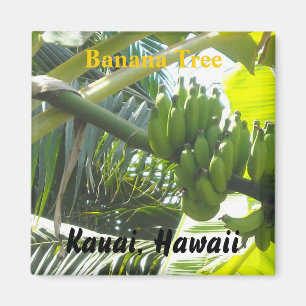 Imán Árbol bananero, Kauai, Hawaii