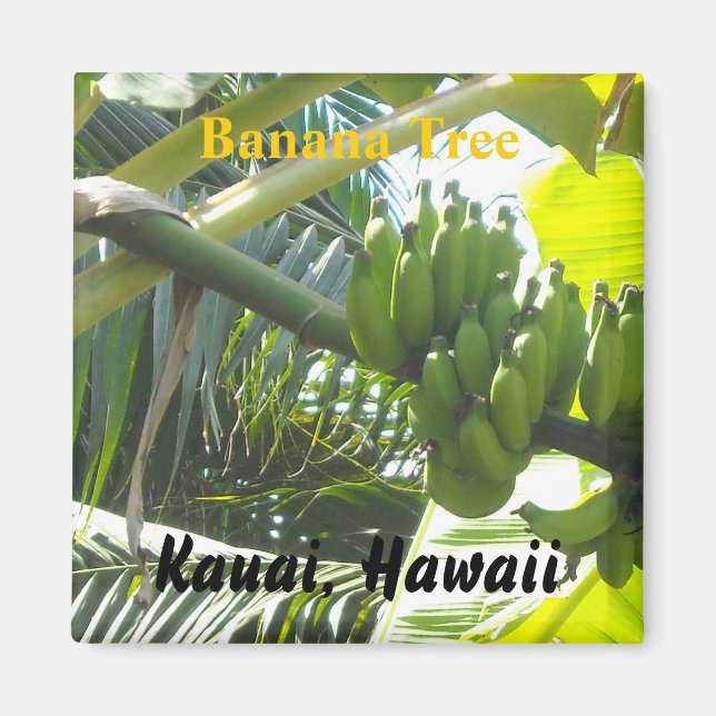 Imán Árbol bananero, Kauai, Hawaii (Frente)