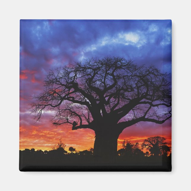 Imán árbol baobab africano, Adansonia digitata, 2 (Frente)