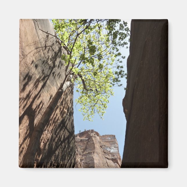 Imán Árbol crece entre las rocas en el Parque Nacional  (Frente)