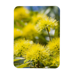 Imán Árbol de Acacia Amarillo Brillante