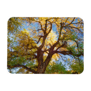 Imán Árbol de algodón Parque Nacional Capitol Reef, U