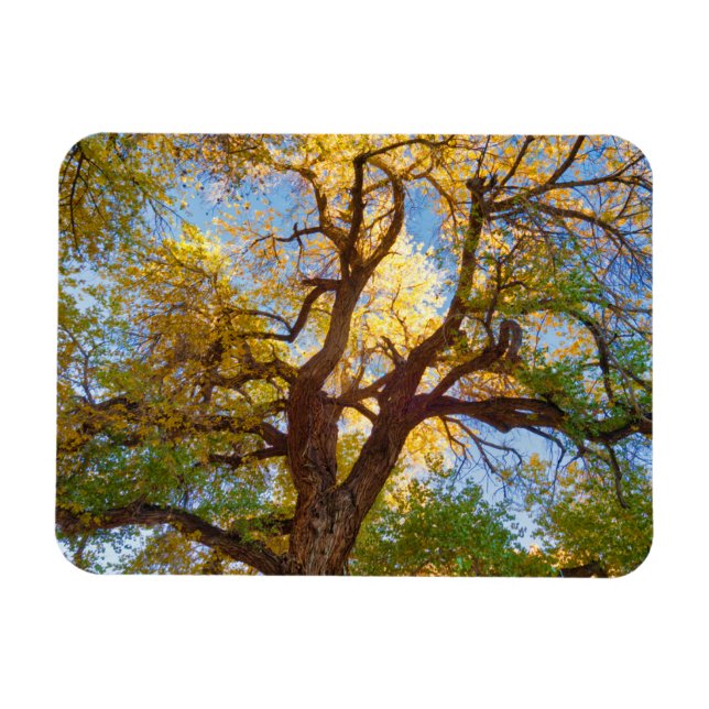 Imán Árbol de algodón | Parque Nacional Capitol Reef, U (Horizontal)