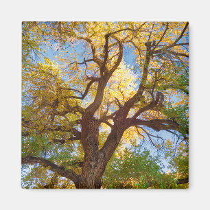 Imán Árbol de algodón Parque Nacional Capitol Reef, U