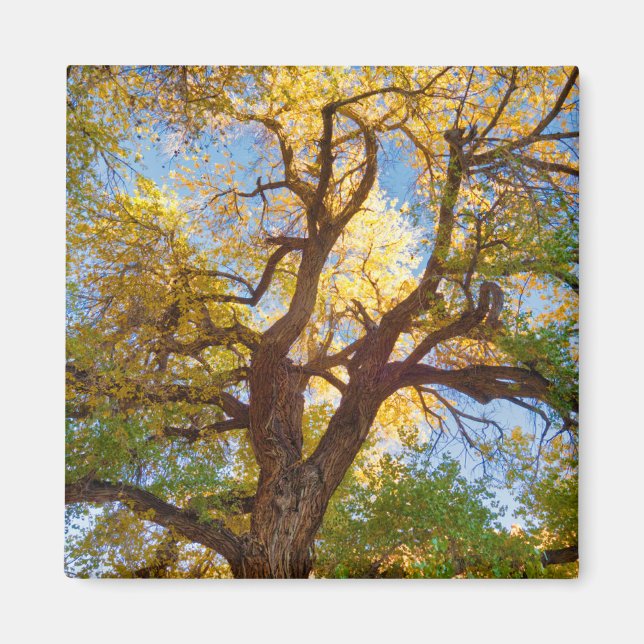 Imán Árbol de algodón | Parque Nacional Capitol Reef, U (Frente)