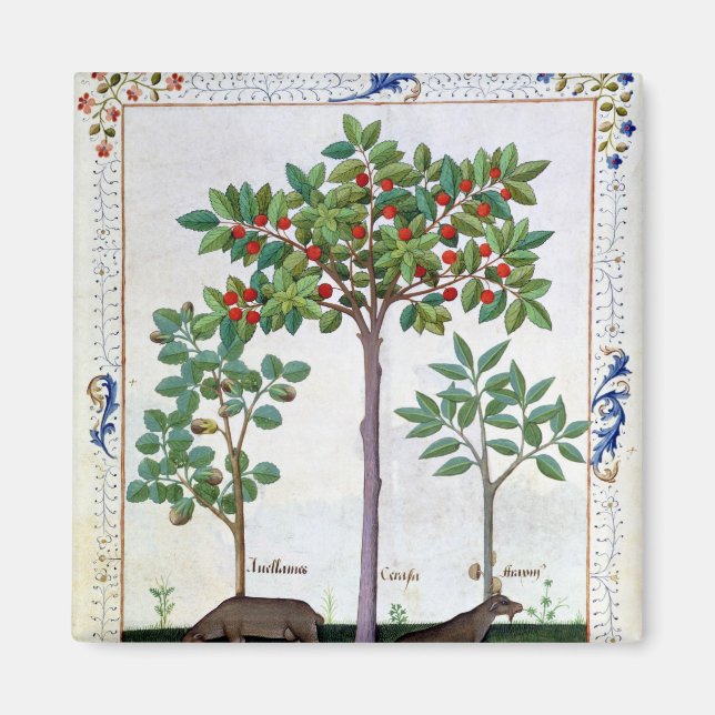 Imán Árbol de avellanas y cerezo (Frente)