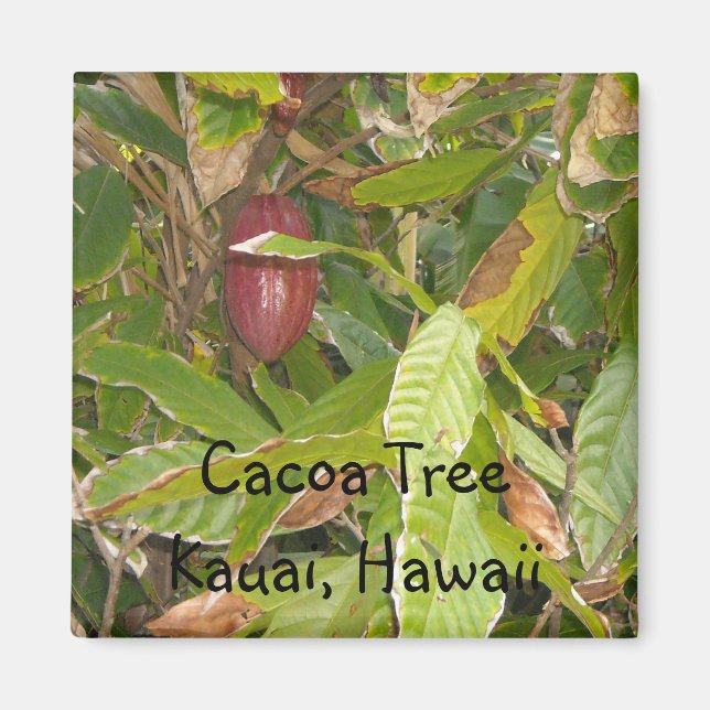 Imán Árbol de cacao en Hawái (Frente)