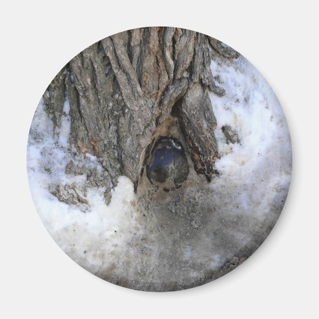 Imán Árbol de canonbol, Ciudad Vieja de Quebec, Quebec, (Frente)