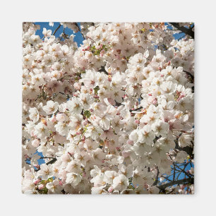 Imán Árbol de cerezo en flor, Oregón