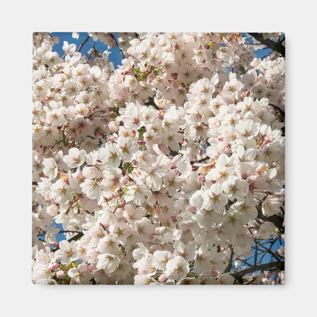 Imán Árbol de cerezo en flor, Oregón (Frente)