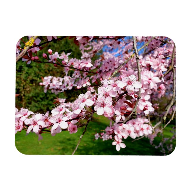Imán Árbol de flor de cerezo en el parque (Horizontal)