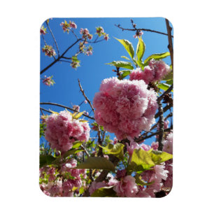 Imán Árbol de flores rosadas de cerezo silvestre