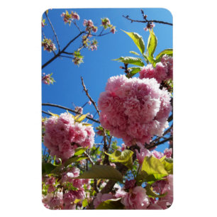 Imán Árbol de flores rosadas de cerezo silvestre