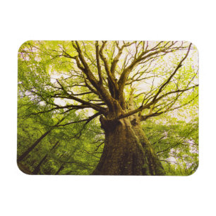 Imán Árbol de haya hermoso