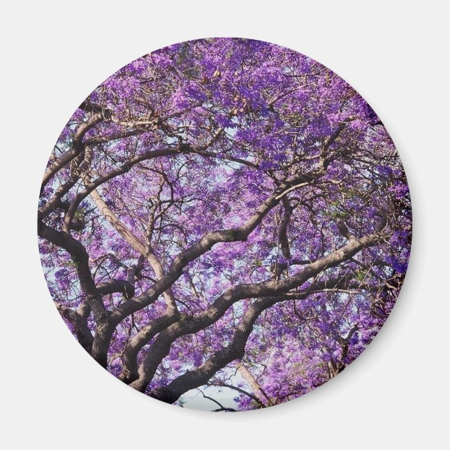 Imán Árbol de jacaranda en flores de primavera (Frente)
