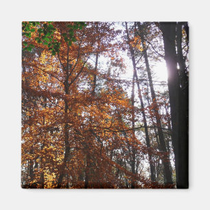 Imán Arbol de luz solar a través del otoño en Greenbelt