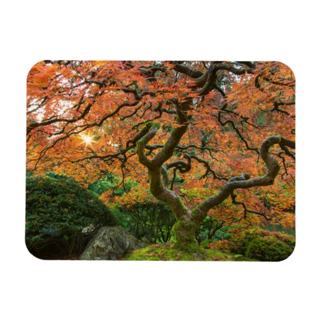 Imán Árbol De Maíz En Los Jardines Japoneses En Otoño (Horizontal)