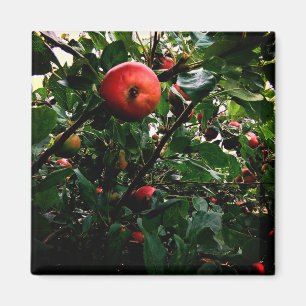Imán Árbol de manzana