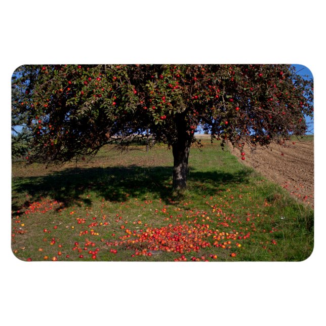 Imán Árbol de manzanas antiguo (Horizontal)