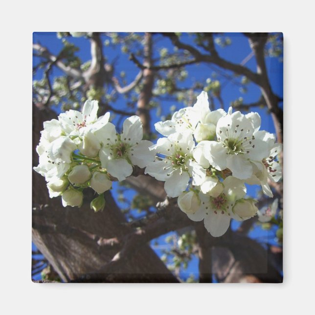 Imán Árbol de peras florido de primavera de los Cluster (Frente)