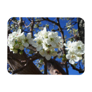 Imán Árbol de peras florido de primavera de los Cluster
