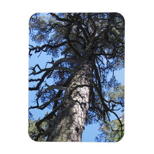 Imán Árbol de pino en cielo azul, Palanga, LITUANIA -