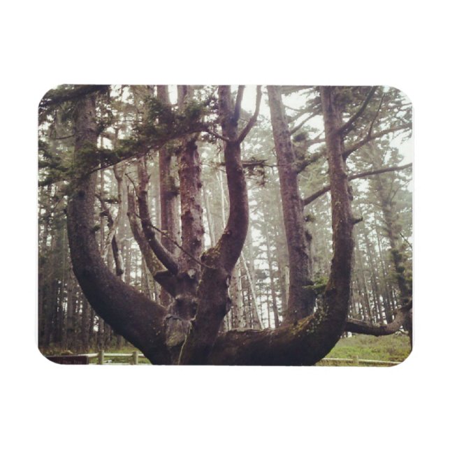 Imán Árbol de pulpo, meares de Cabo, orregón (Horizontal)