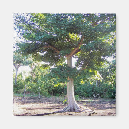 Imán Árbol de sabiduría-imán