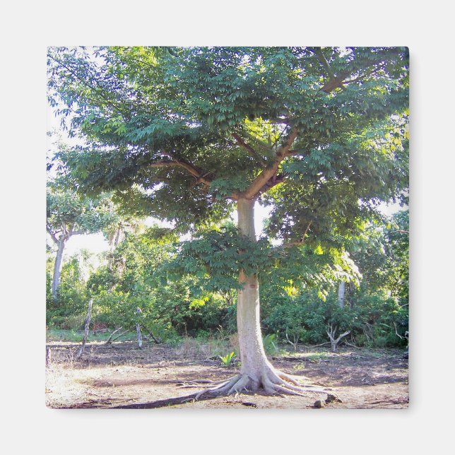 Imán Árbol de sabiduría-imán (Frente)