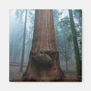 Imán Árbol de secuoyas gigantes en Grant Grove, CA