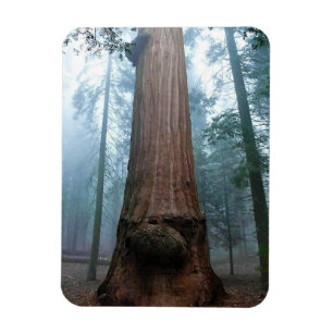 Imán Árbol de secuoyas gigantes en Grant Grove, CA