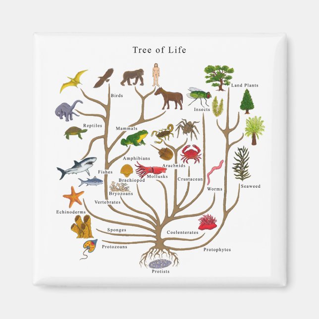 Imán Árbol De Vida (Frente)