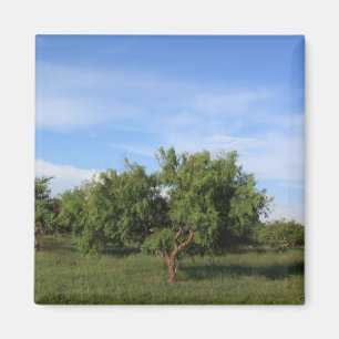 Imán Árbol del acacia