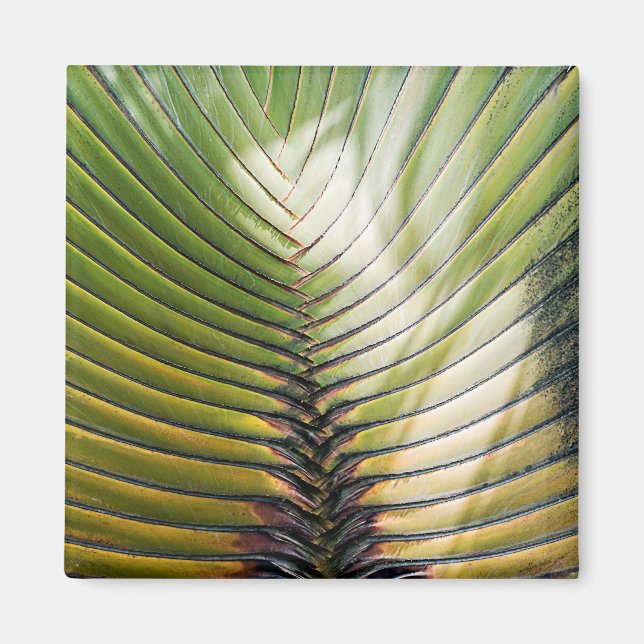 Imán Árbol del viajero Guadalupe (Frente)