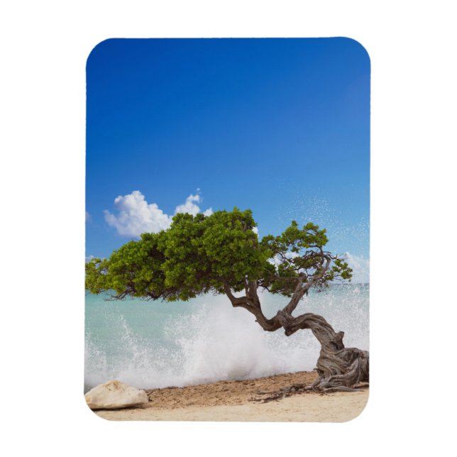 Imán Árbol Divi Divi, Playa Eagle, Aruba, Caribe (Vertical)