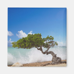 Imán Árbol Divi Divi, Playa Eagle, Aruba, Caribe
