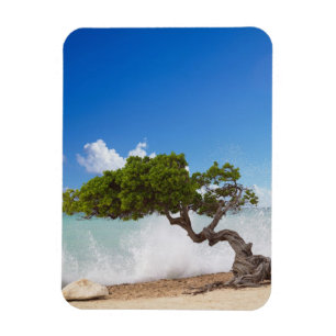 Imán Árbol Divi, Eagle Beach, Aruba, Caribe