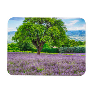 Imán Árbol en Campo de Lavanda, Francia