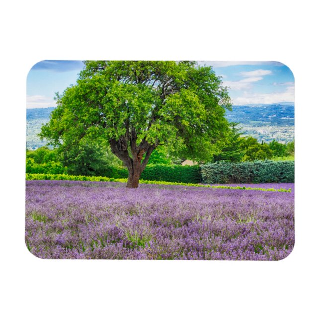 Imán Árbol en Campo de Lavanda, Francia (Horizontal)