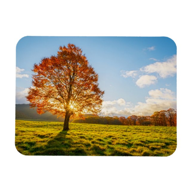 Imán Árbol en llamas (Horizontal)