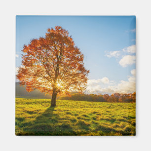 Imán Árbol en llamas