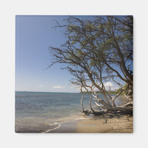 Imán Árbol en una playa a lo largo de la costa costa